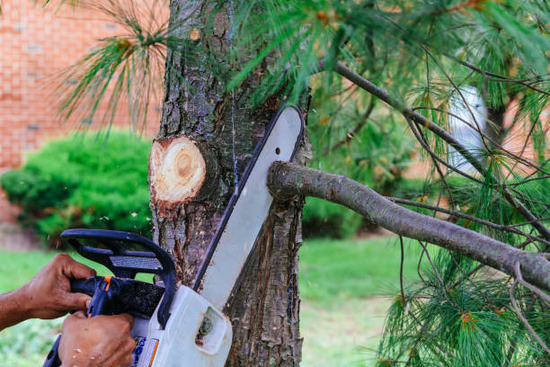 Best Tree Cutting Near Me  in Steubenville, OH